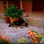 Sera 4* Çıralı