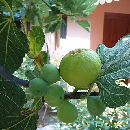 Casa de hóspedes Sera Çıralı