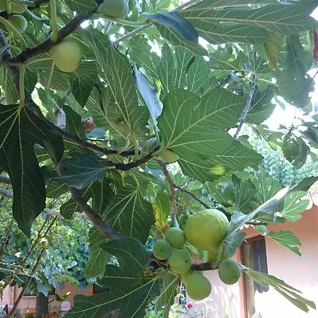 Sera Casa de hóspedes Çıralı