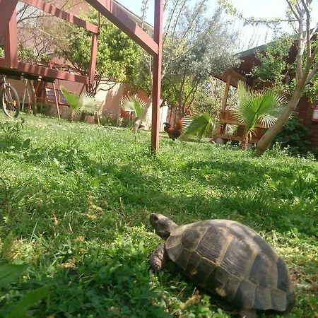 Sera Casa de hóspedes Çıralı
